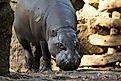 A pygmy hippopotamus (Choeropsis liberiensis)