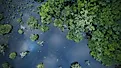 Wetlands nurture approximately 40% of the Earth's plant and animal species.