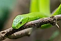 Close-up of a green mamba snake.