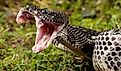 View of timber rattlesnake with mouth open.