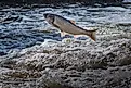 Invasive asian carp jumping out of water. 