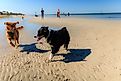 Dogs at a beach in Florida. Editorial credit: Wirestock Creators / Shutterstock.com