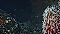 Giant Tube Worms Riftia pachyptila thriving at a deep-sea hydrothermal vent in the Mariana Trench. 