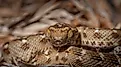 Saw scaled viper one of the most venomous snake in UAE