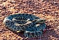 Mohave Rattlesnake (Crotalus scutulatus), Theodore Roosevelt National Park, North Dakota.