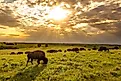 A herd of bison
