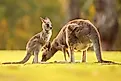 Eastern grey kangaroos.