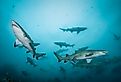 Sand tiger sharks swimming through open water.