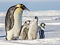 Emperor penguin with juveniles.