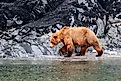 A brown bear (Ursus arctos) walking along the shore of Glacier Bay National Park in southeast Alaska