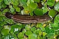 Snakehead fish swimming around water plants, 