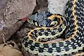 Black-necked Gartersnake Thamnophis cyrtopsis.