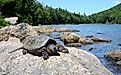 Common snapping turtle