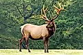 An Elk (Cervus canadensis)