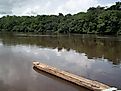 Pirogue on the Dja River in Cameroon's East Province, south of Lomié and north of Ngoila. Image credit Amcaja via Wikimedia Commons