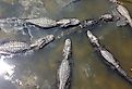An American Alligator in Mobile Bay.