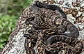Timber rattlesnake birthing rookery from New York