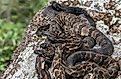Timber rattlesnake birthing rookery from New York