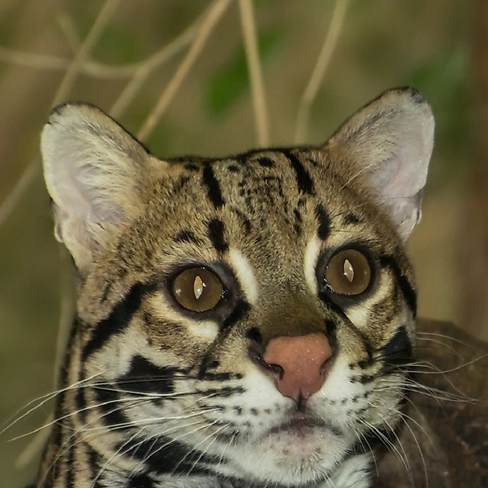 Ocelot Facts Animals of North America