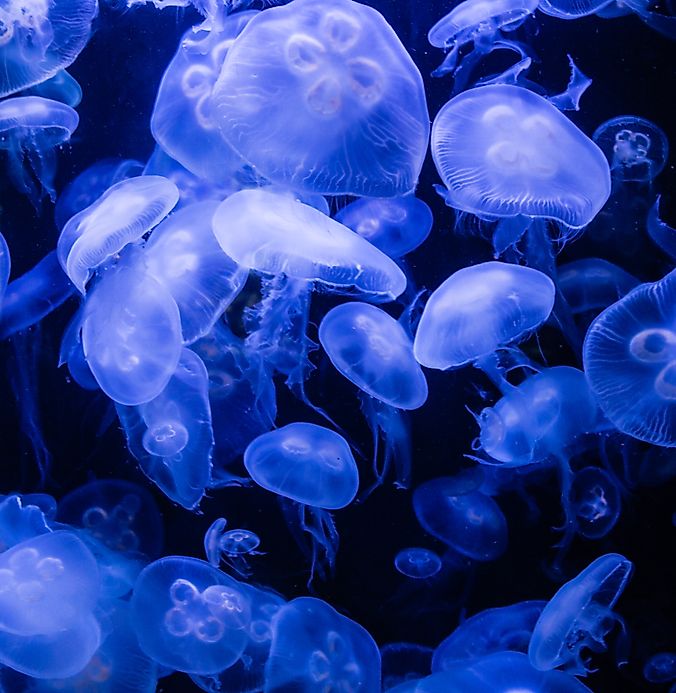Moon Jellyfish Facts: Animals of North America - WorldAtlas.com