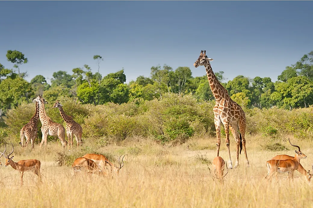 Where Do Giraffes Live? - WorldAtlas.com