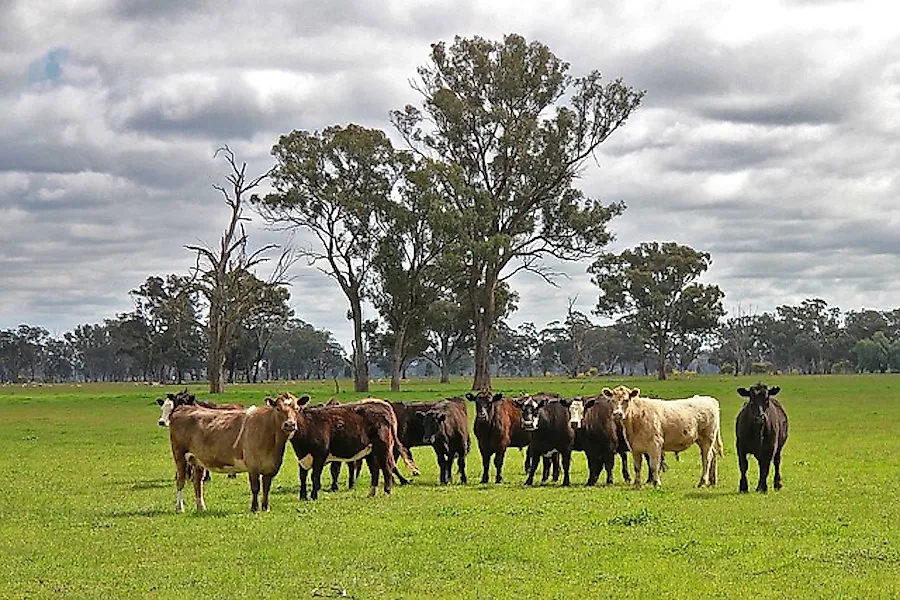 Top 10 Agricultural Exports Of Australia