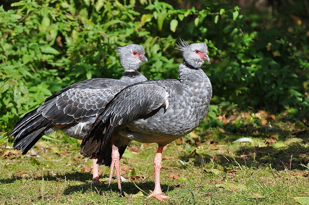 Native Birds of Uruguay