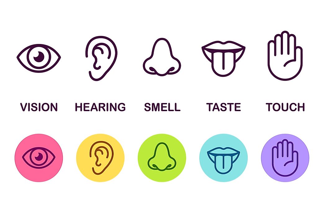 What Are The Five Senses WorldAtlas