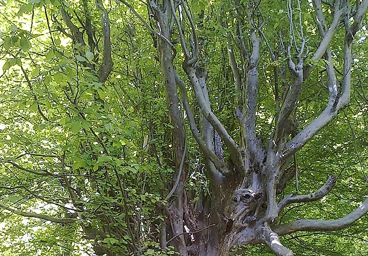 Native Plant Species Of Iran