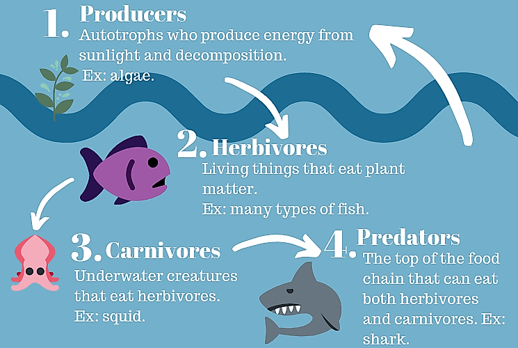 What is the Marine Food Chain? - WorldAtlas.com ocean ecosystem diagram 