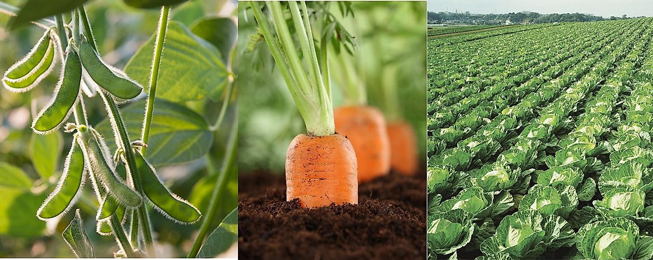 What Is Crop Rotation WorldAtlas what-is-crop-rotation-worldatlas