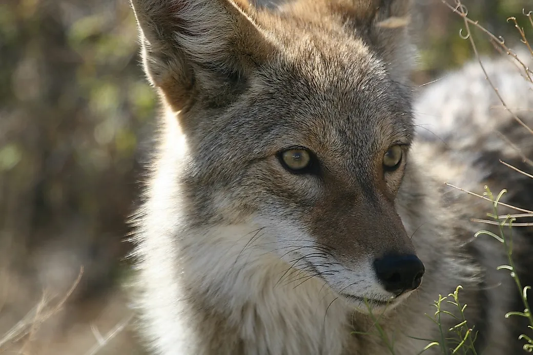 Coyote Facts Animals Of North America