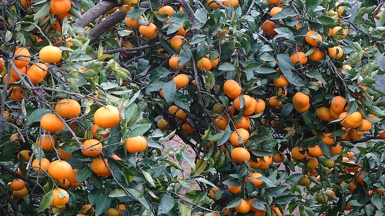 Where Are Clementines Grown?