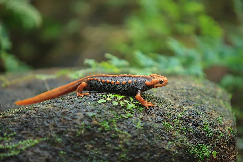 Are Salamanders Amphibians?