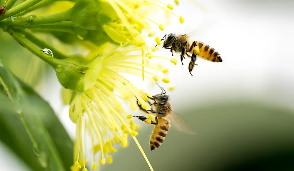 Which Crops and Plants Are Pollinated By Honey Bees