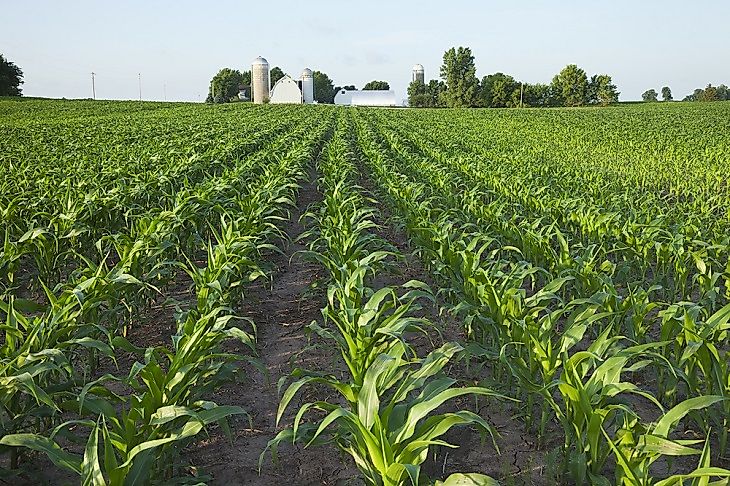 World Leaders In Corn (Maize) Production, By Country