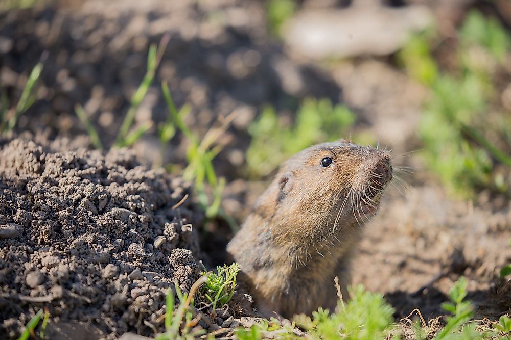 Pocket Gopher Facts Animals of North America