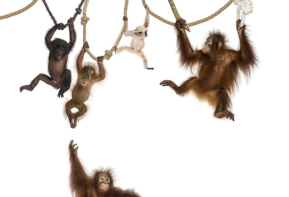 List of Primates by Population