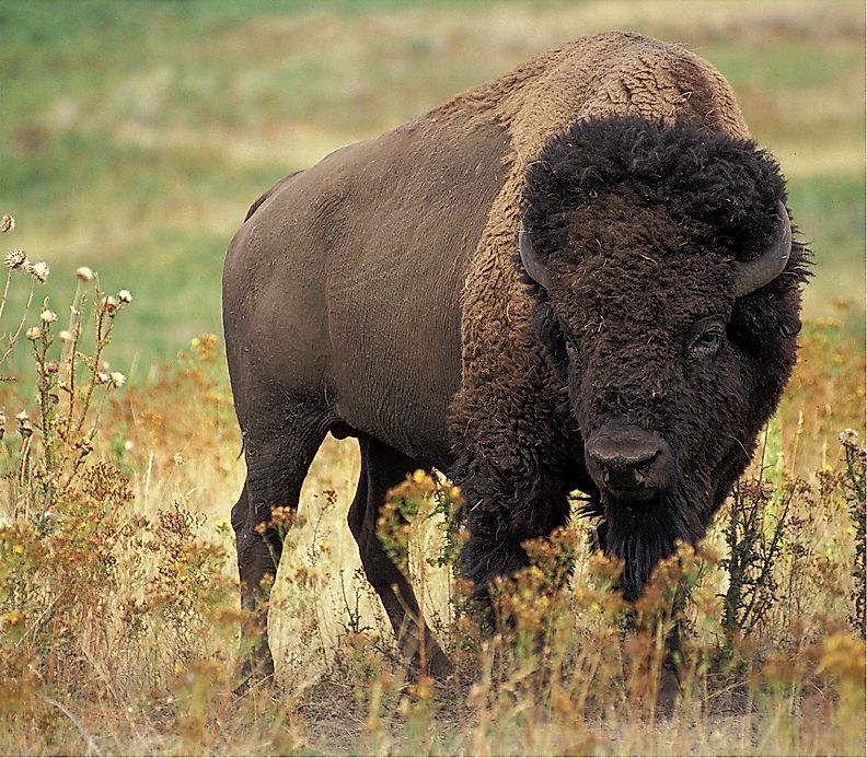 Buffalo Facts: Animals of North America - WorldAtlas.com h r diagram 