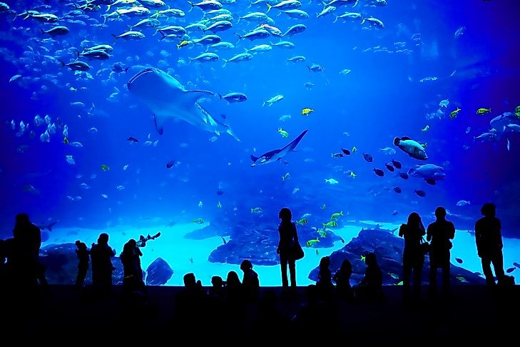 Best Aquariums In The World