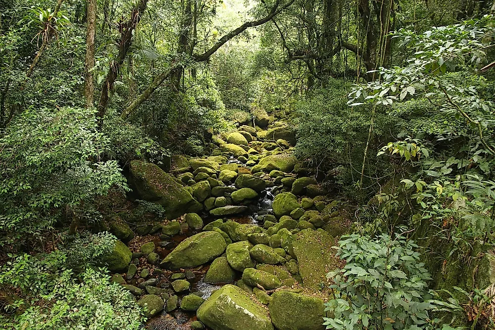 What Is An Ecosystem?