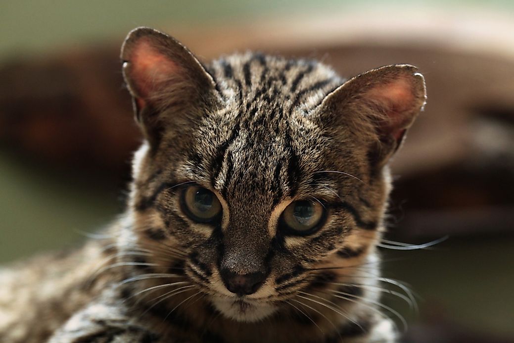The Oncilla is the smallest of the wild cats of South America. They