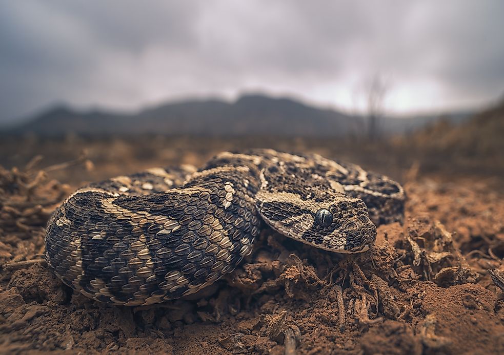 Native Reptiles Of Ethiopia - WorldAtlas.com