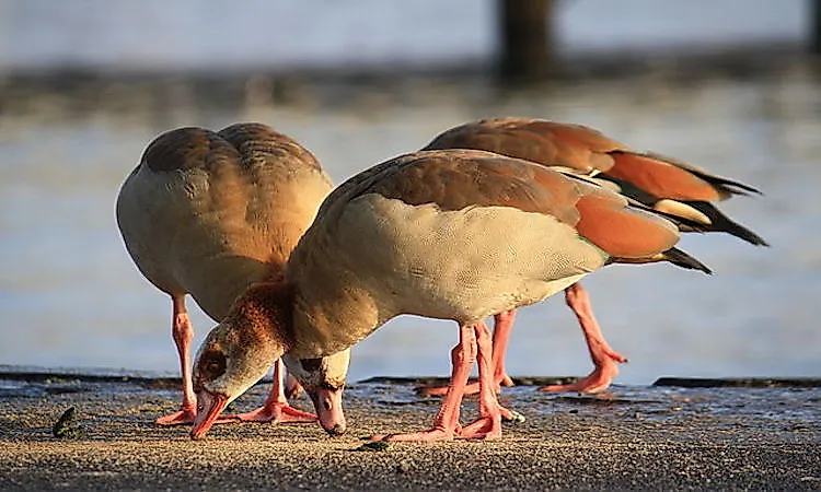 Egypt's Native Bird Species - WorldAtlas.com
