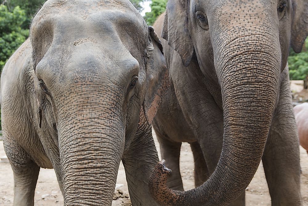 Endangered Animals of Bangladesh