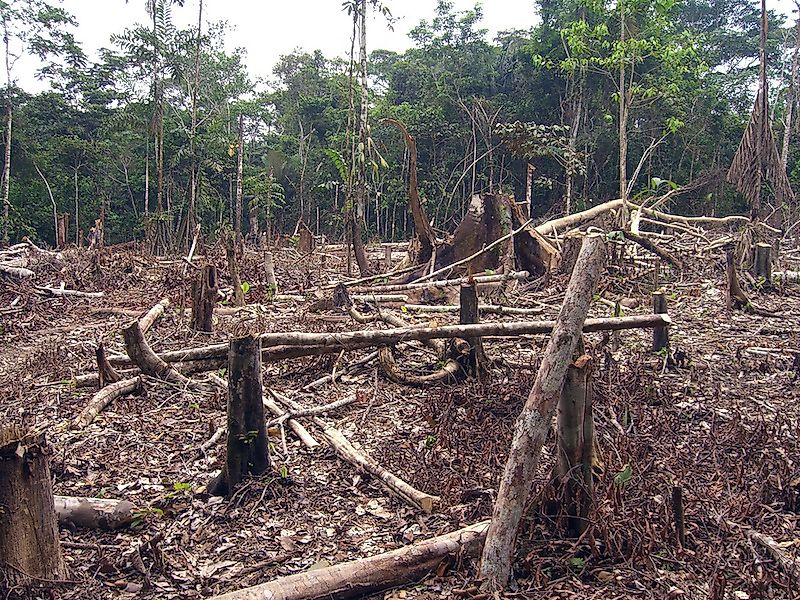 Worst Countries For Deforestation By Woodland Area Losses 