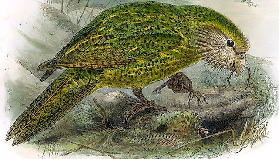 Did You Know The Pleasant Fragrance Of The Kakapo Bird Has Led To Its Threatened Status