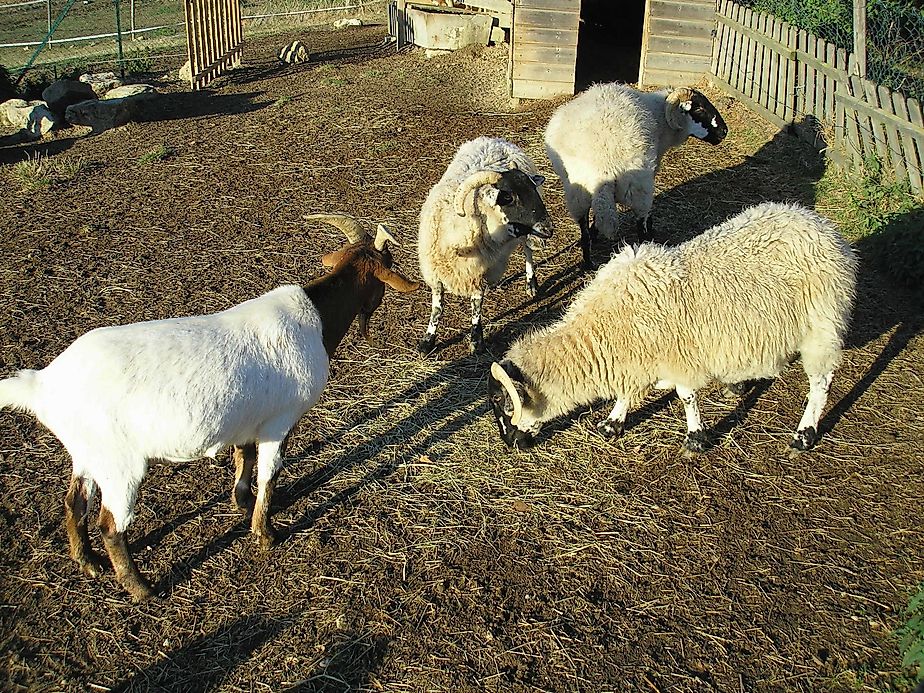meat production meat production