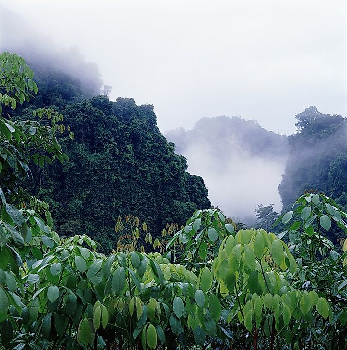 What Is A Rainforest, And Where Are They Found? - WorldAtlas.com