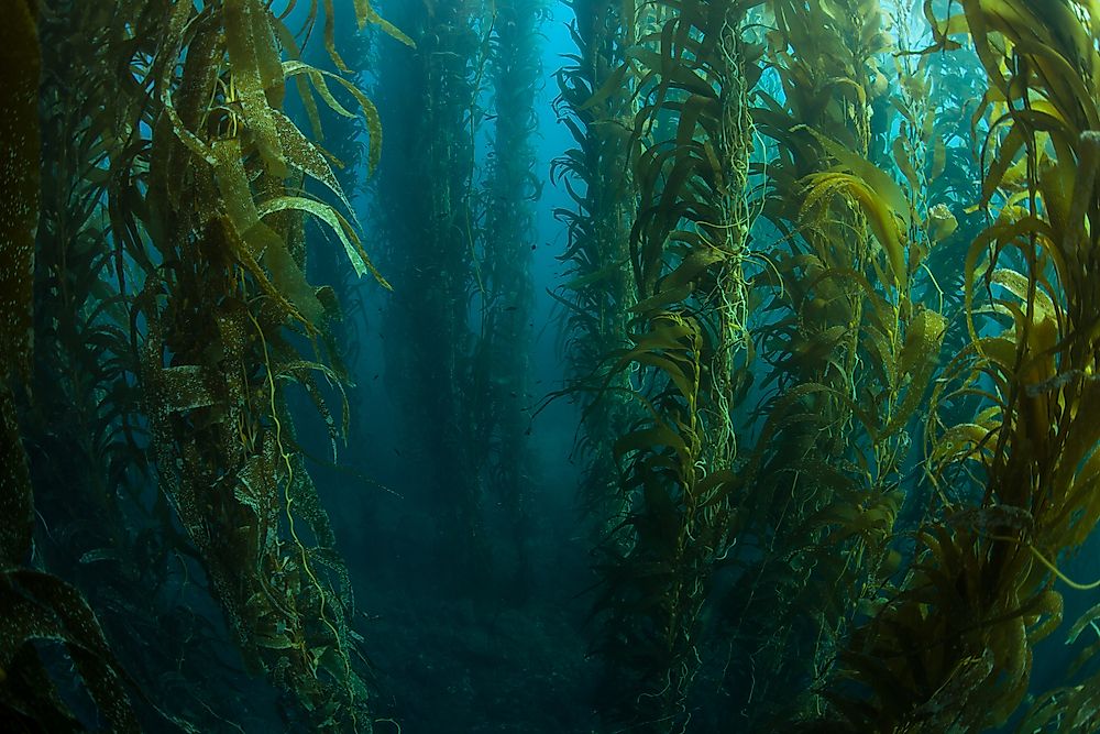 Kelp Forests Forest Types Around the World